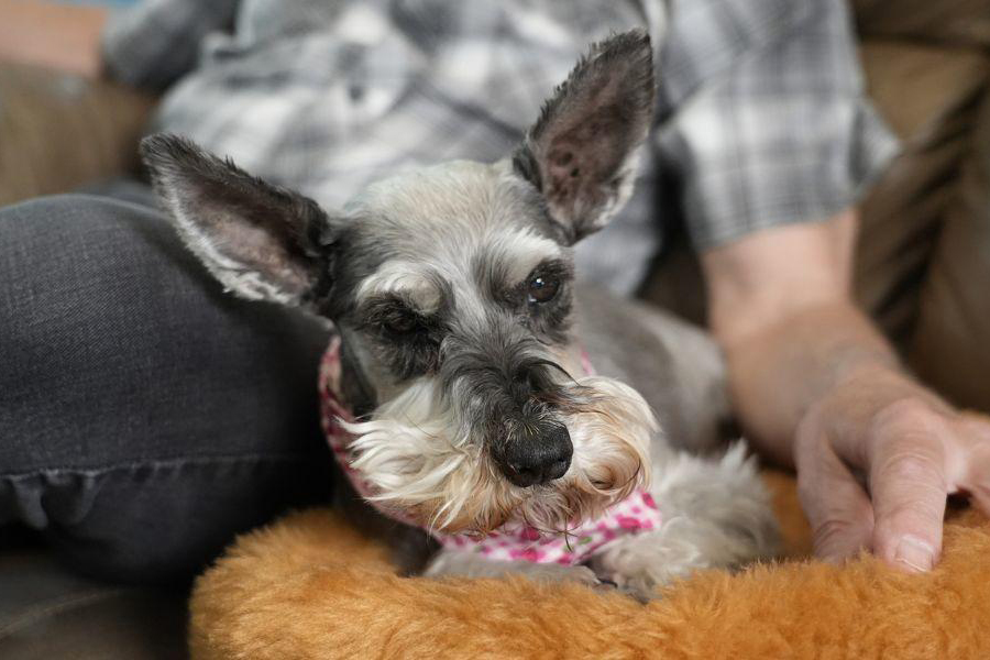 Tara, a dog diagnosed with sick sinus syndrome, was successfully treated with a pacemaker at the UMN Medical Center. The routine procedure improves survival times in animals, bringing joy to owners with happier, healthier pets. Learn more: z.umn.edu/96dm