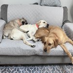 Photo by Sam Simon Foundation Assistance Dogs Program (@ssfoundation1)