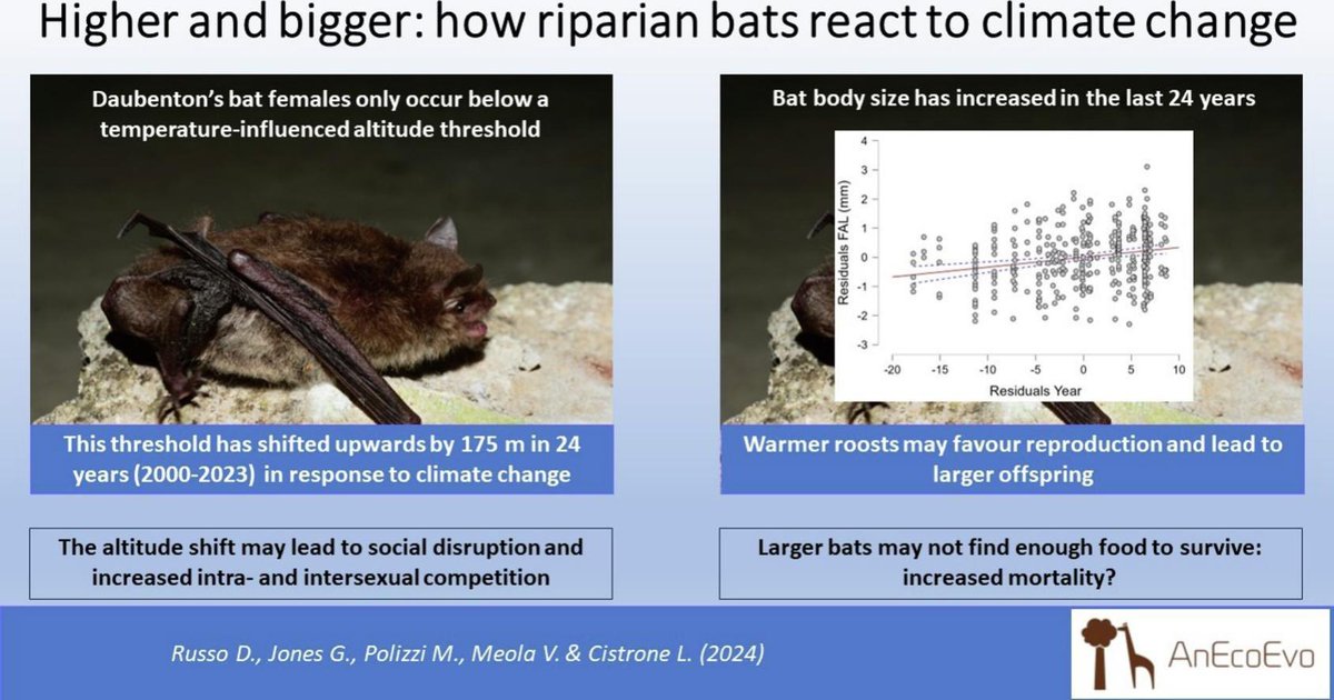 Bats have moved to higher altitudes and are bigger because of climate change. Danilo Russo’s research spans 24 years, and I am honoured to be part of this new paper in Science of the Total Environment.