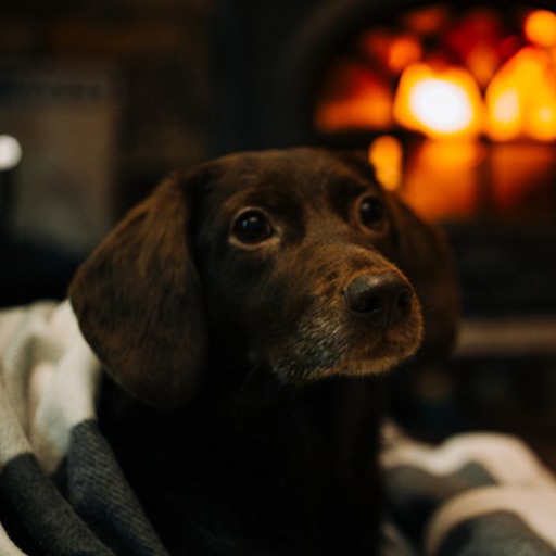 Warm up by the fire this #WinterSeason with your best friend! 🔥 🐶

Snuggle up and give 'em our tasty treats, found at your local #PetStore!