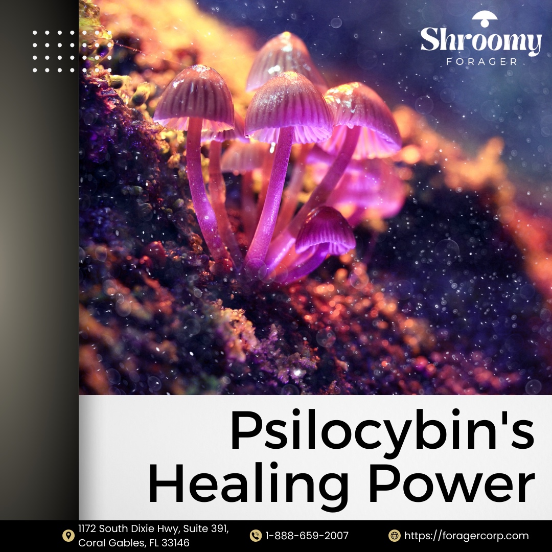 Forager_Shrooms's tweet photo. 🍄🧠 Discover how 'magic mushrooms' can offer hope in easing depression, especially in cancer patients. A groundbreaking study reports.
Learn about psilocybin's potential in mental health treatment! 📚
https://t.co/LGWLE6IVOi
#MushroomScience #MentalHealthMatters #CancerCar... https://t.co/YE5ZxIpk7e