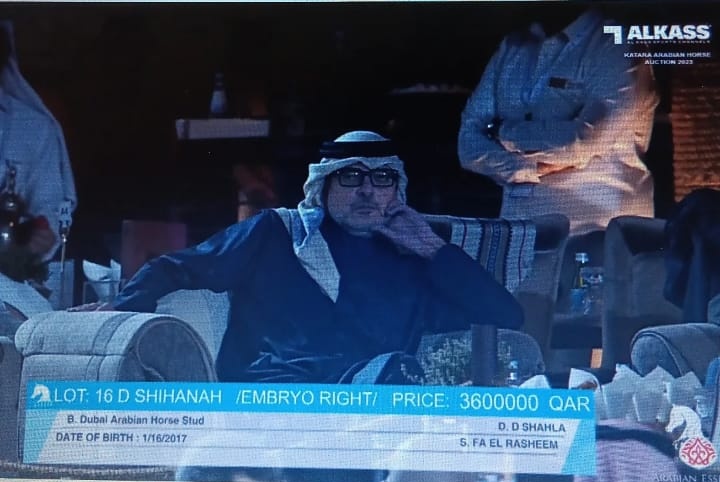 Alikuuy's tweet photo. The real rich man State of Qatar has spend a lot for bidding  2 horses 500,000 riyal and 1 still in Embryo form with Dubai Arabian Horse Stud breeding with 3.6 million riyal 😭

Apalah diriku yg masih join auction ikan cupang doang 😭
15,120,000,000 rupiah cuuuk https://t.co/dKV98T5w8V