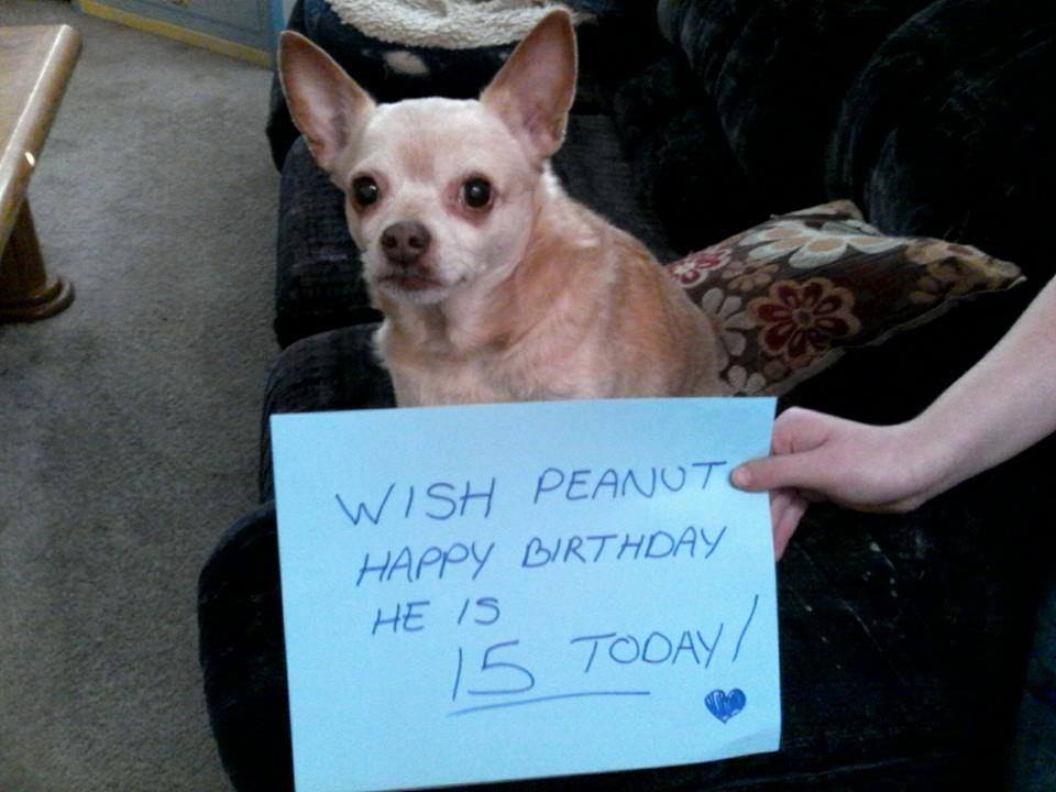 BestinDogs's tweet photo. Happy birthday sweetie 🎂 https://t.co/fOiOQaOSVd