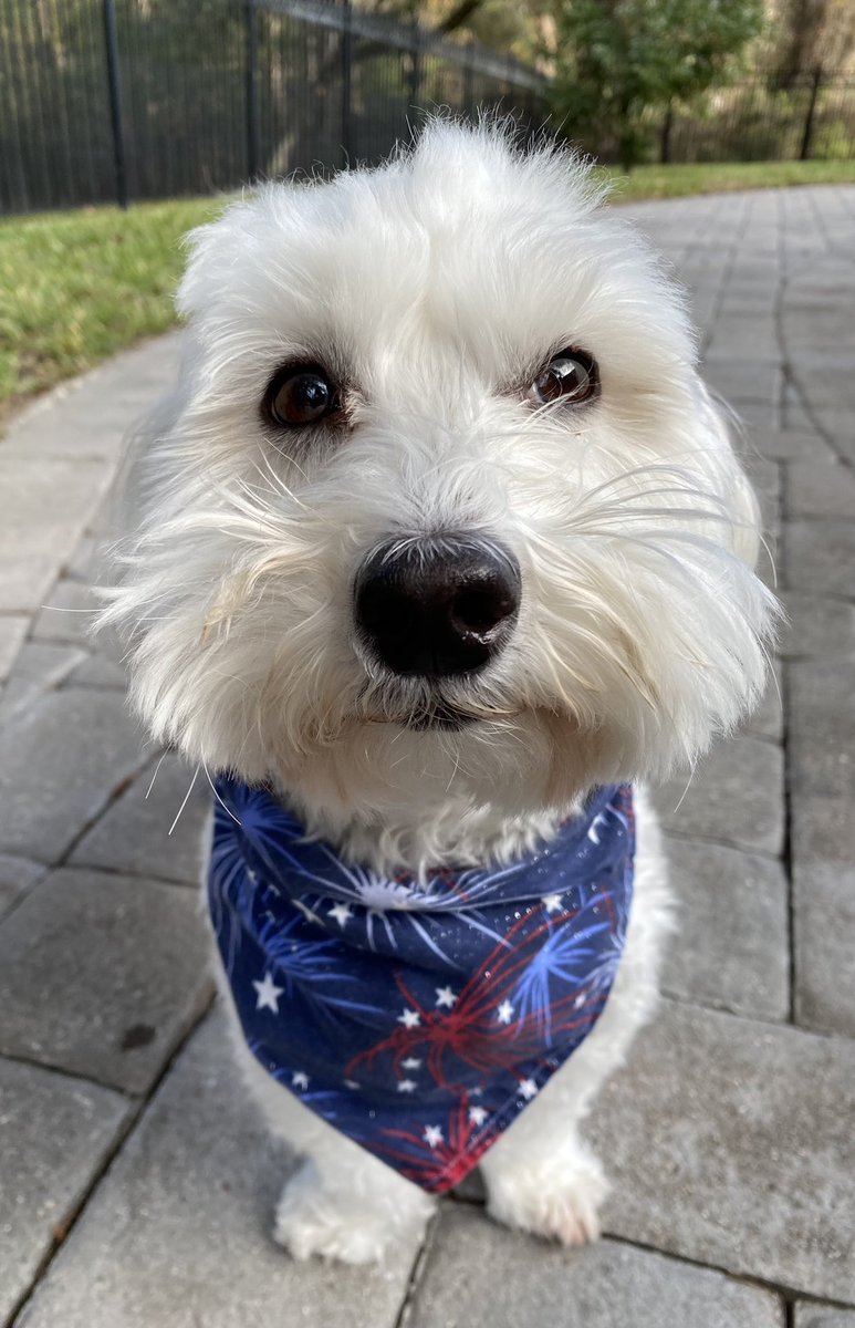 SirBailey2's tweet photo. Hast anybody seen me’s ears? 🤔🐶🐾 #isnotagerbil #dogsoftwitter #dogsofx #adogslife #doggo #pets 💚 https://t.co/jqQDamIdPT
