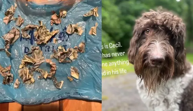 VoxPopuliNoti's tweet image. #Perrito se #devora 4 mil dólares tras un #descuido de sus #dueños

La pareja dueña del travieso perrito narra el suceso que los dejó sorprendidos
voxpopulinoticias.com.mx/2024/01/perrit…