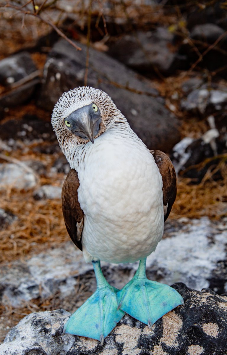 HEY HEY HEY, it’s #NationalBirdDay!