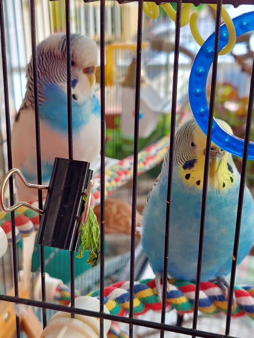 Happy National Bird Day from these Chonks!