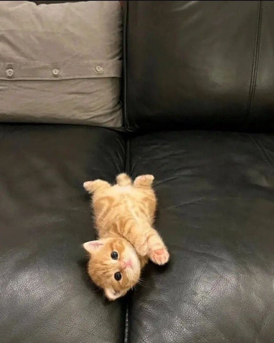 Why you should have a cat (@shouldhavecat) on Twitter photo 