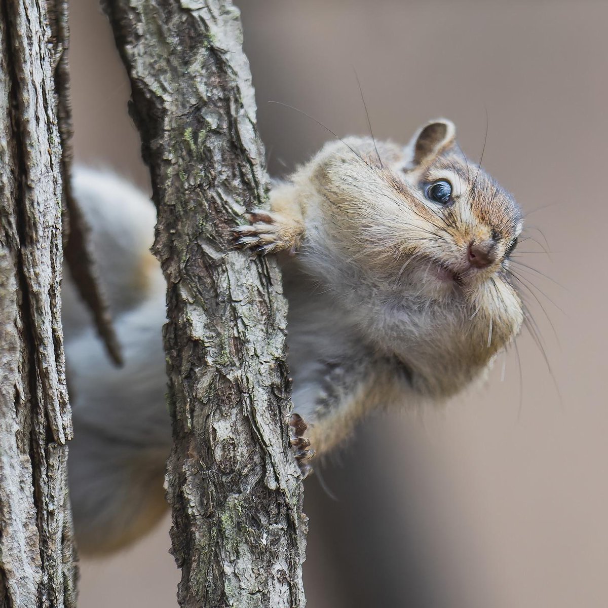 Native to Hokkaido, Ezo chipmunks spend five to seven months of each year in hibernation. Burrowed in underground nests, they wake up briefly once every 10 days to snack on stored food while using minimal energy 🐿️ #EarthCapture by Hiroki via Instagram