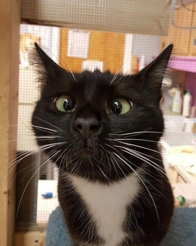 DontShowYourCat's tweet photo. I trust his vision https://t.co/lQvbHJYHCx