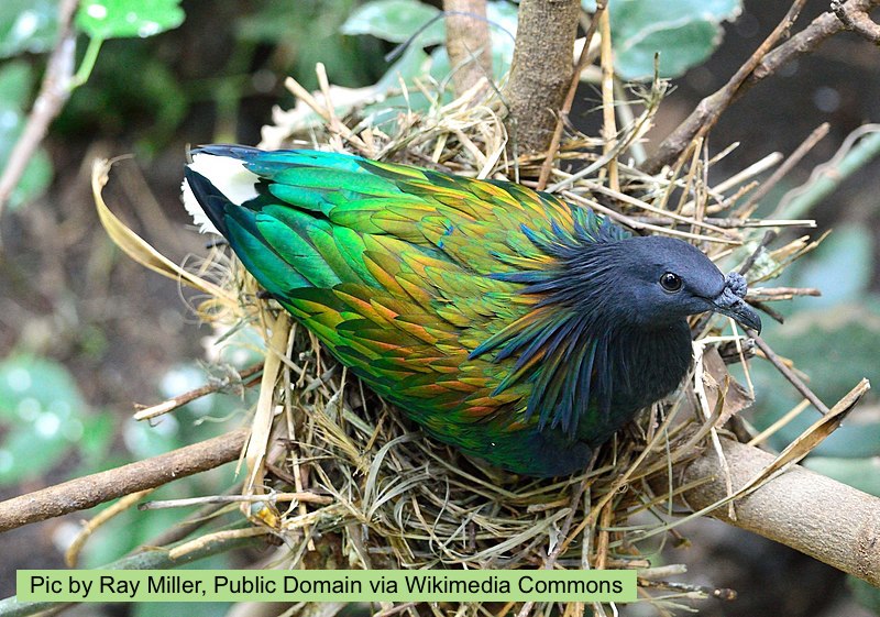 Mammals_Suck's tweet image. SURPRISE! 
Here's a #2024MMM #CombatantReveal in honor of #NationalBirdDay! 
Behold the gorgeous Nicobar Pigeon!!