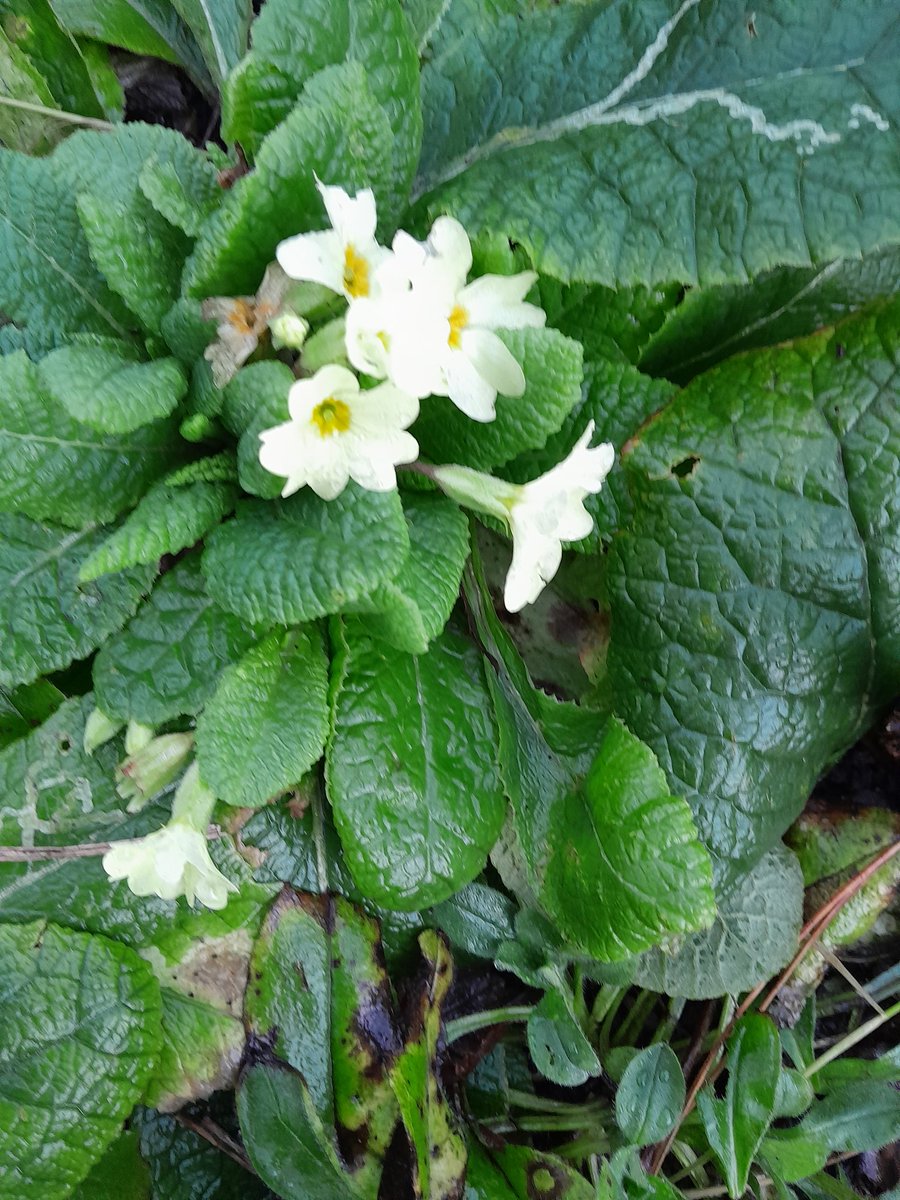 This is completely mad. My heather in full flower 2 months ahead of schedule.  And what about those primroses. 
This is not good news for the bees. Far too early.
