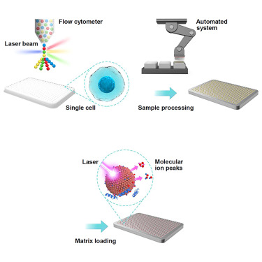 Deciphering the metabolic heterogeneity of hematopoietic stem cells with single-cell resolution dlvr.it/T10kkR