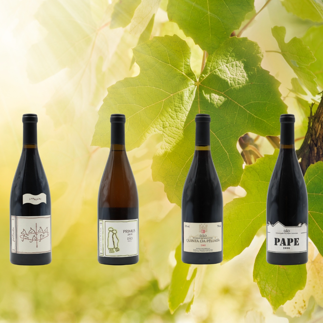 Pvineyards's tweet photo. Old &amp; Rare novelties: Quinta da Pellada's old reds, known for their ageing potential. 🍷🍷 Check here: https://t.co/q6QR8A0V4Z

#wine #Portugal https://t.co/WuWerEJGYx