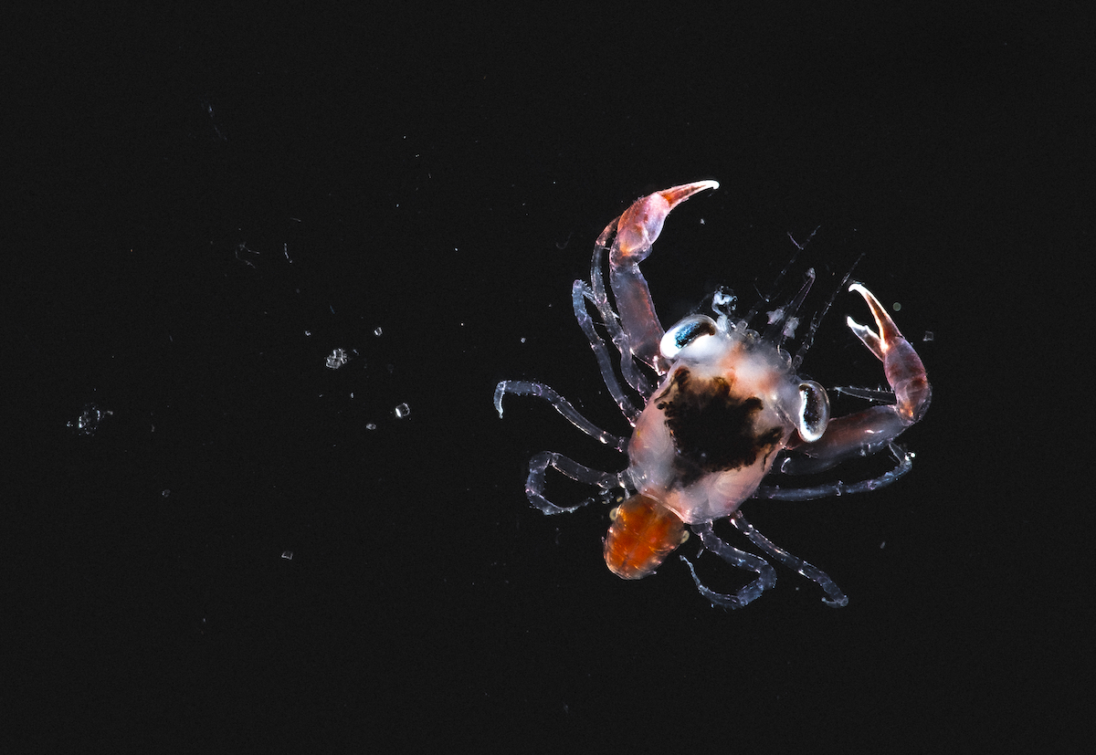 WHOI's tweet photo. A #crab in its late larval stage has a reddish color and large blue eyes. They remain in this #megalops stage for up to 3 weeks, molting several times and traveling with offshore currents until, as adults, they move closer to shore.
Macro 📸 by Daniel Cojanu © #WHOI https://t.co/lRHRzDB5wU