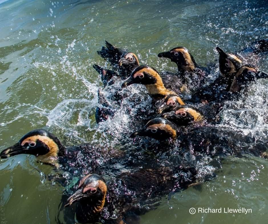 ❗️Stop Ship-to-Ship bunkering in Algoa Bay! The draft Environmental Risk Assessment & Management Plan for Ship-to-Ship bunkering in Algoa Bay has been published & available for comment. Email DonavanH@nemai.co.za by 22 Jan 2024 5pm SAST. Full report at bit.ly/3NQSrdS