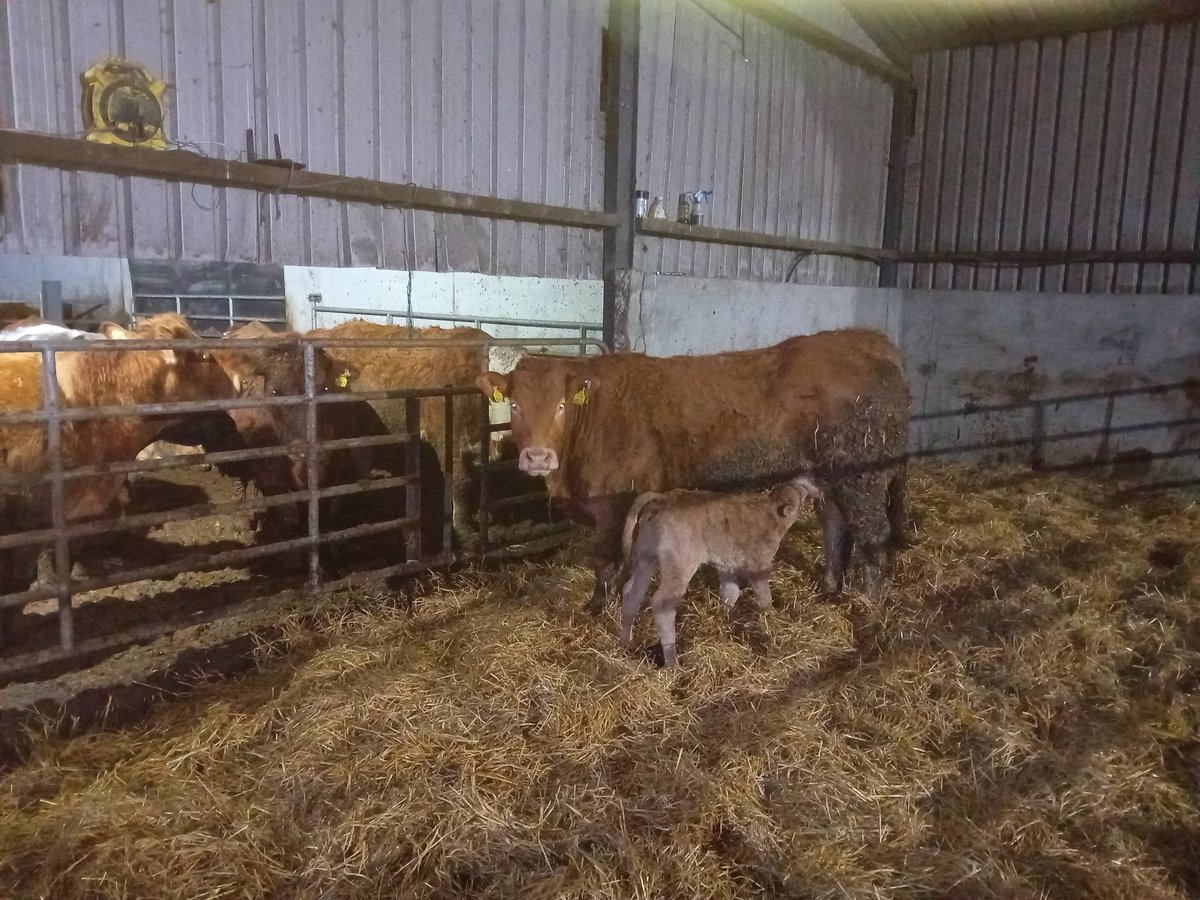 Pedigree  godolphin first calver and her ampertaine magnum bull calf not a bad start to 2024🐮