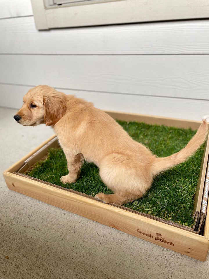 FreshPatch's tweet image. Potty training is a breeze when you give them REAL grass 🌱 Looking to add some stylish flair to your grass in a box? Add our Protective Sleeve available in Pine or Oak.⁠
⁠
#FreshPatchPup #dogpotty #puppytraining #goldenretriever
