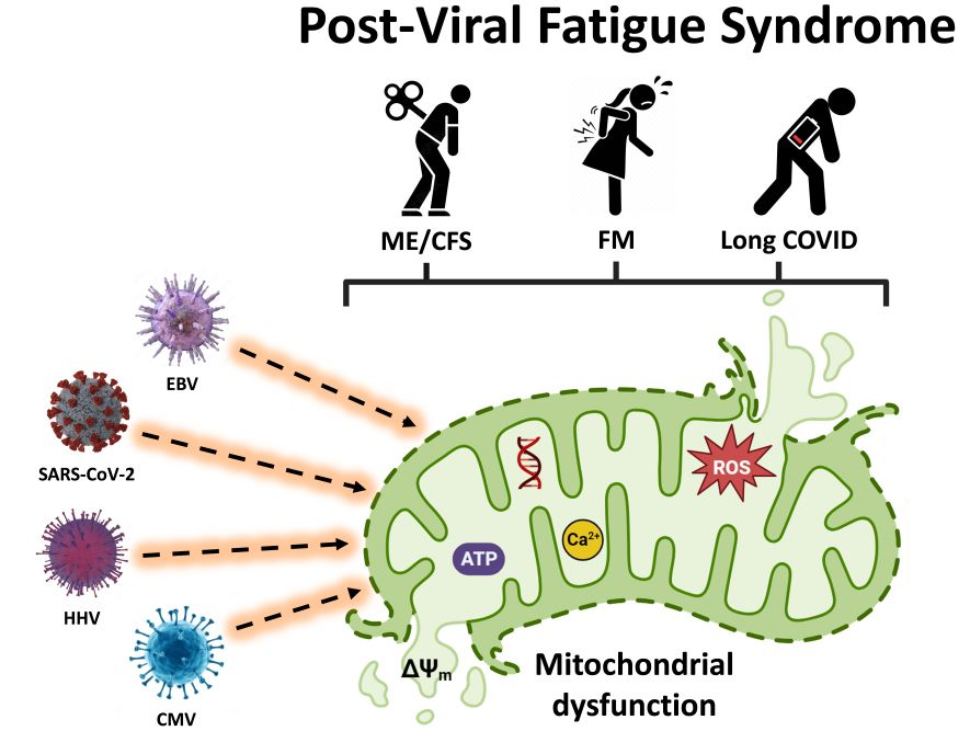 Fantastic work by <a href="/RobWust/">Rob Wüst</a> and colleagues showing lower exercise capacity in #LongCovid patients is related to local and systemic metabolic disturbances as well as myopathy, and tissue infiltration of amyloid-containing deposits in skeletal muscles. 

We are just starting to