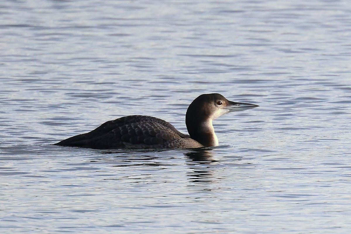 GND at Llanishen reservoir this morning with @mikepug46608936