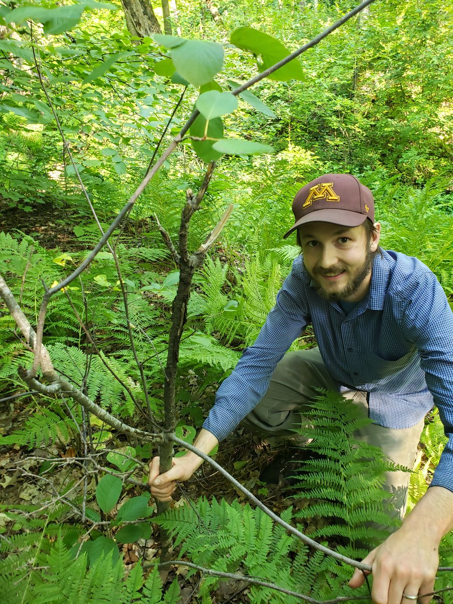 forestmycology's tweet photo. New graduate student @RyanFranke18 - and new to X -twitter! Field trials also underway to try and control this horrible invasive https://t.co/9aj5F80YFt