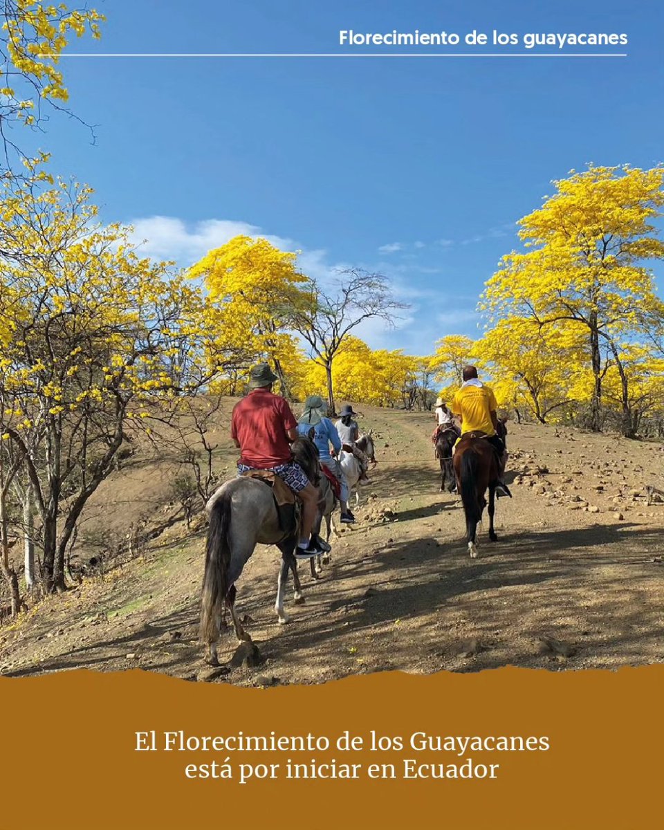 Viaja Ecuador tweet media