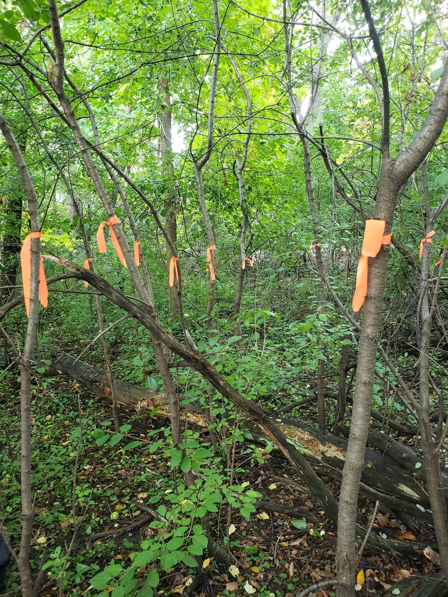 forestmycology's tweet photo. New graduate student @RyanFranke18 - and new to X -twitter! Field trials also underway to try and control this horrible invasive https://t.co/9aj5F80YFt