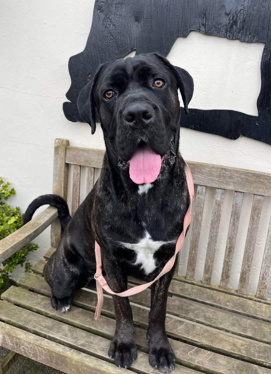Please retweet to help Franklin find a home #YORKSHIRE #UK   
 'Big goofy puppy' Cane Corso aged 2. He's been waiting for a home of his own for 2 years!!   He can live with another large female dog and needs an experienced adult home.   He's good in the house and fully