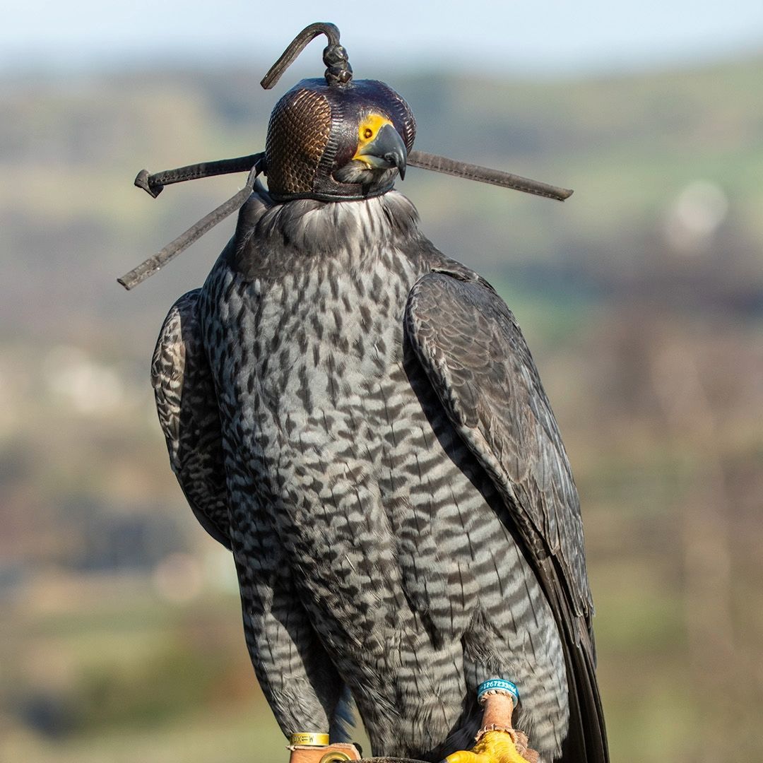 Hooded and ready to go!
Tag a friend who'd love to meet Fandango! Let's share the magic of these stunning birds! 
#daysoutyorkshire  #falcon #peregrine