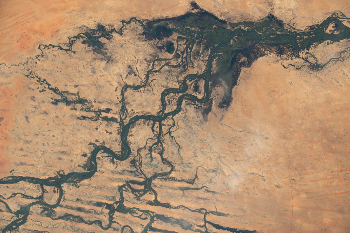 Niger River delta, near Timbuktu. A brilliant web of green in the otherwise rusty landscape.