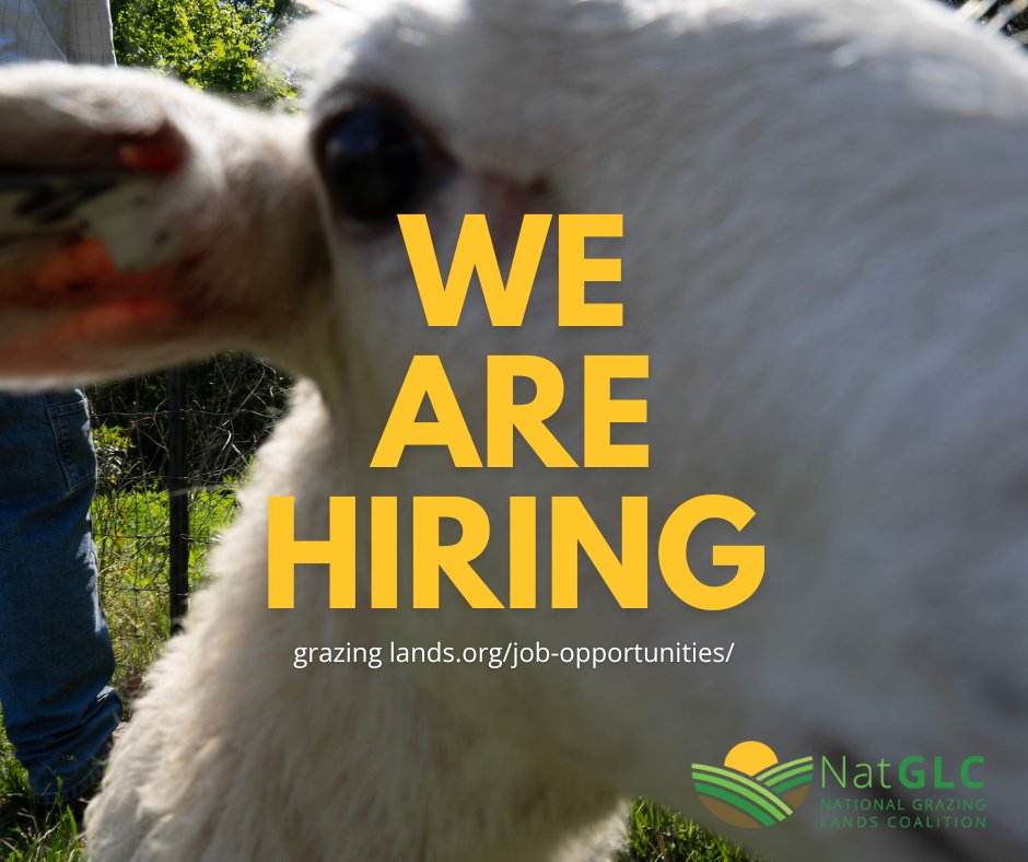 _NatGLC's tweet image. Do you have a background in conservation and want to work on a growing nation-wide team, with remote work?

- Southeast Regional Coordinator
- Western Grazing Lands Network Grants &amp;amp; Contracts Manager
- Western Data Systems Manager
- Southern CO Coordinator