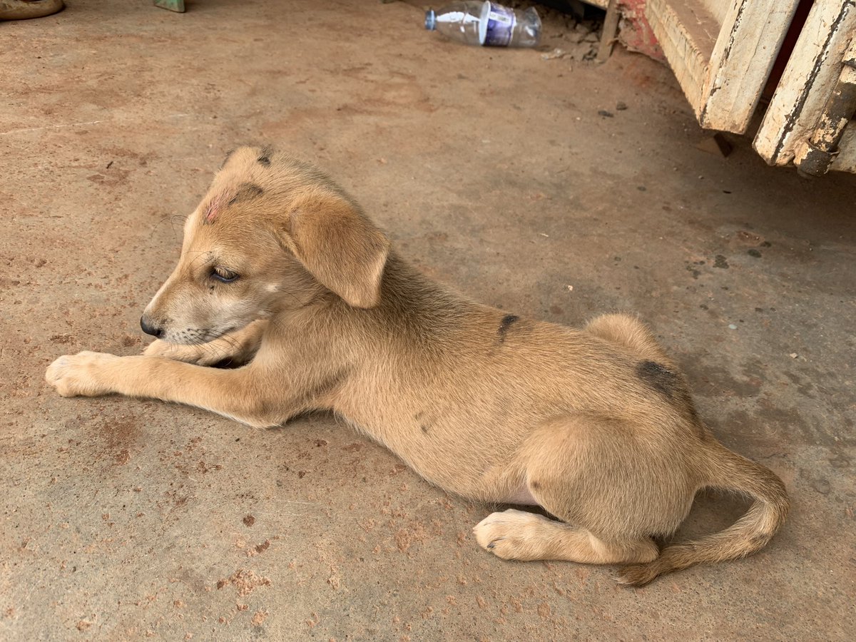 katsdog's tweet photo. Take action by rescuing, fostering, adopting , sponsoring, donating, volunteering, and educating. Show compassion and make a difference between life and death. Your involvement matters. Act now.🐾❤️
https://t.co/j8PVF8aNAP or https://t.co/8SCaKdkBWb to; +256701306815 https://t.co/WYxKBxeP3b