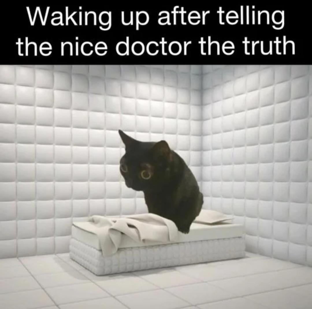 Tweets Of Cats (@tweetsofcats) on Twitter photo 