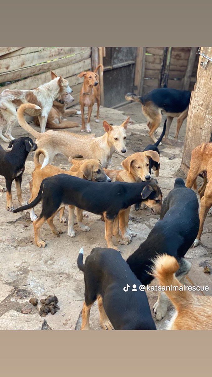 katsdog's tweet photo. 🐾 Help Us Help Them! 🐾
Hello dear beloved friends, are in need of some extra support. We've created a fundraiser to help cover the costs of our projects and activities, but we need your help to make it a success! 🎉 https://t.co/rVGenndM5U