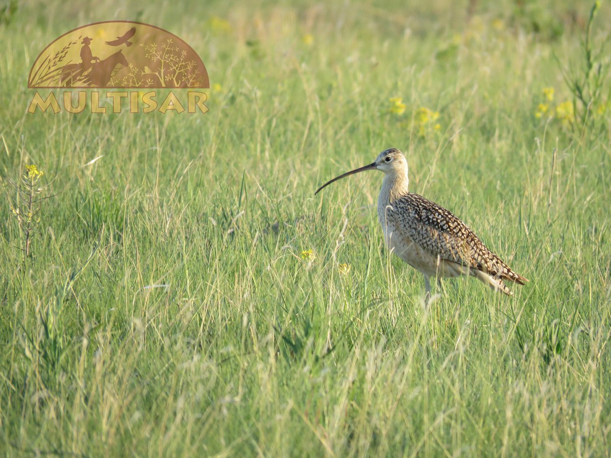 MULTISAR's tweet photo. #NationalBirdDay is a day to appreciate birds and acknowledge the threats they face. In the prairies, their main threat is the loss of our native grasslands, which support an incredible diversity of birds. Pictured: ferruginous hawk, chestnut-collared longspur, long-billed curlew https://t.co/EISKmMO16p