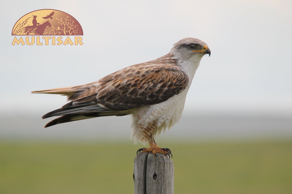 MULTISAR's tweet photo. #NationalBirdDay is a day to appreciate birds and acknowledge the threats they face. In the prairies, their main threat is the loss of our native grasslands, which support an incredible diversity of birds. Pictured: ferruginous hawk, chestnut-collared longspur, long-billed curlew https://t.co/EISKmMO16p