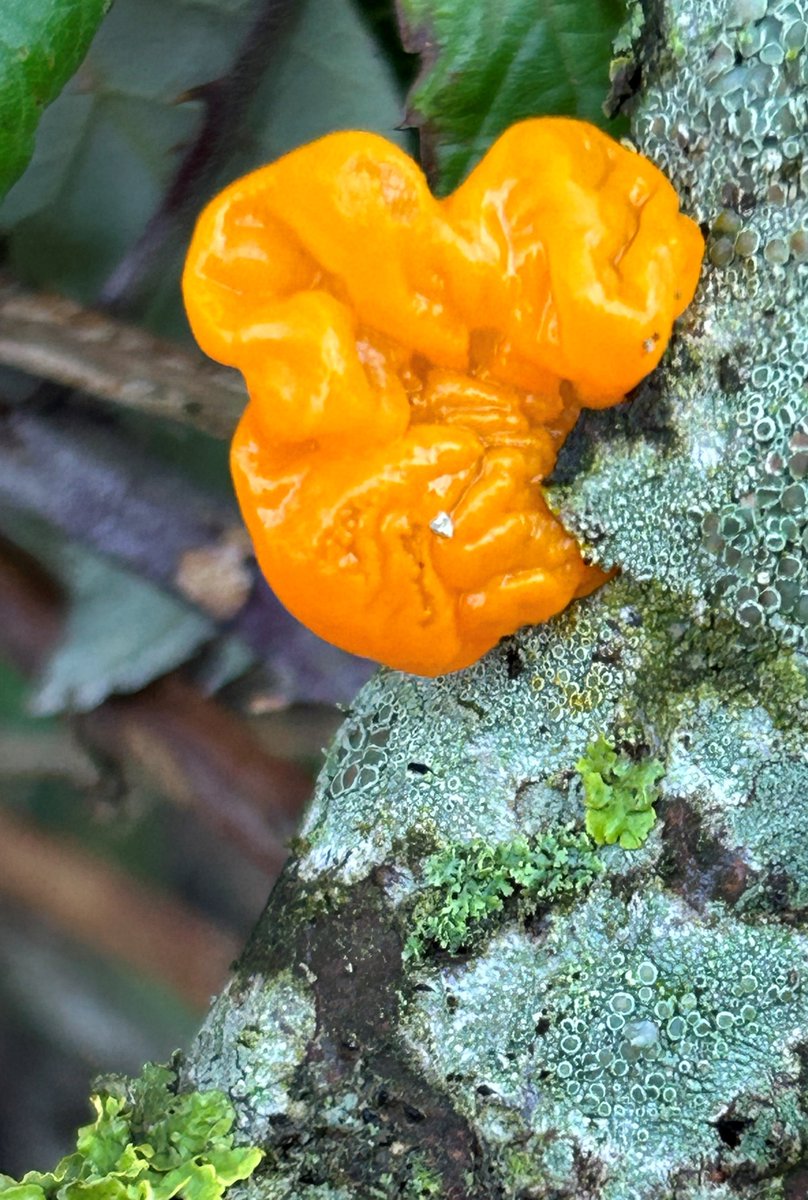 Breathtaking, vibrant woodland colours still bewitch in the winter months. Oak moss (amongst other lichen) and Golden Jelly Fungus (I believe) further guidance welcome! #FungiFriday #NatureBeauty