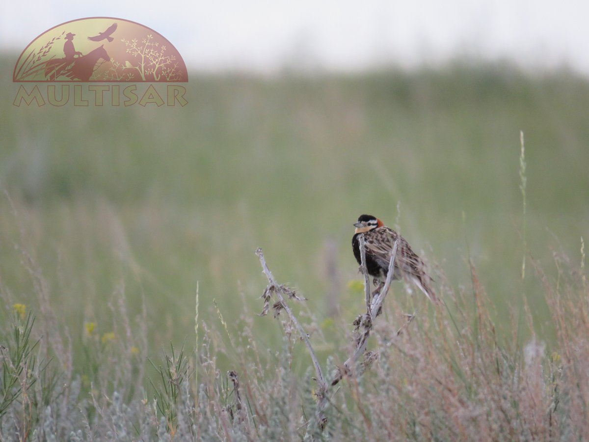MULTISAR's tweet photo. #NationalBirdDay is a day to appreciate birds and acknowledge the threats they face. In the prairies, their main threat is the loss of our native grasslands, which support an incredible diversity of birds. Pictured: ferruginous hawk, chestnut-collared longspur, long-billed curlew https://t.co/EISKmMO16p