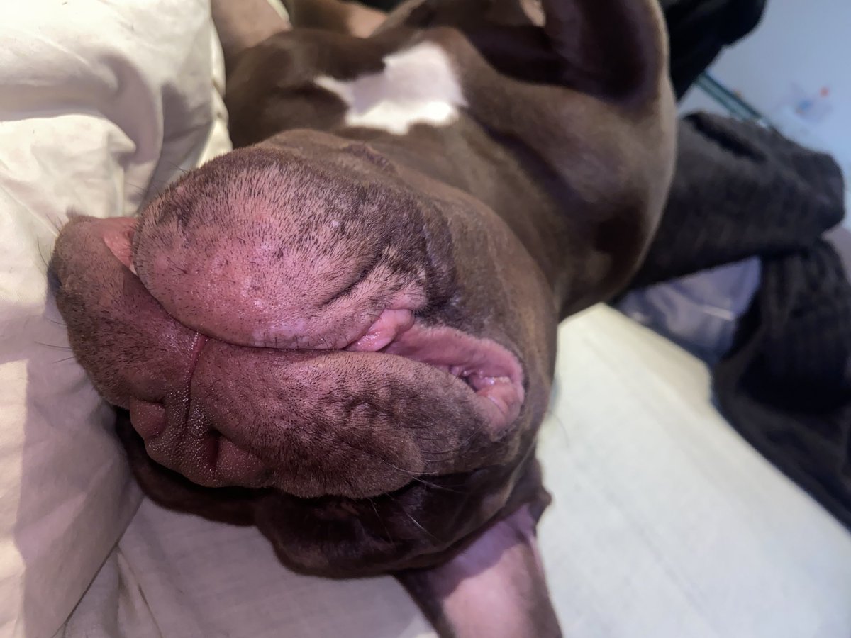 _elenaconbotas's tweet photo. se me ha roto el perro https://t.co/9PFfWLhZhM