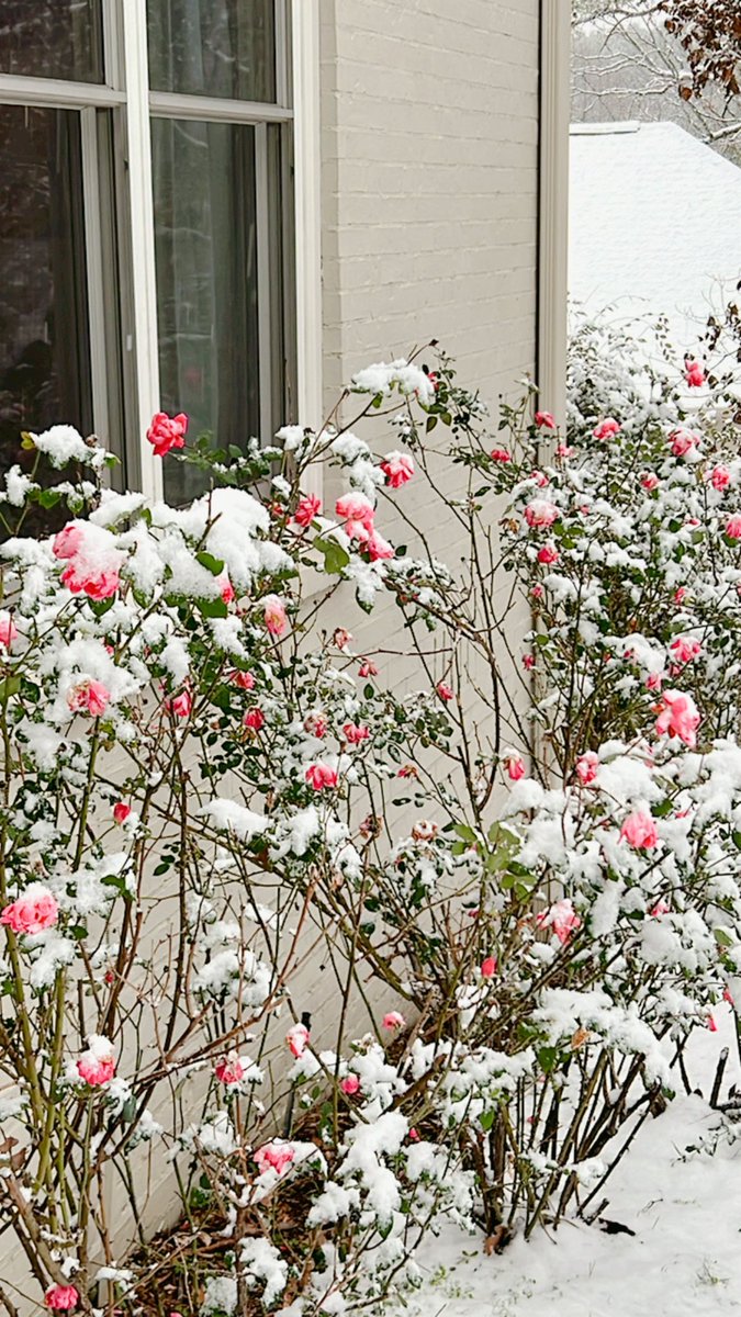 Heatherbug1's tweet photo. SNOW!!! And snow on top of ROSES! And berries! 🙌🏼❄️☃️🌹@ToddYakoubian https://t.co/ij9cMDFkWw