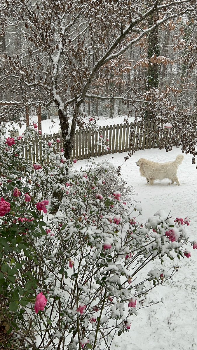 Heatherbug1's tweet photo. SNOW!!! And snow on top of ROSES! And berries! 🙌🏼❄️☃️🌹@ToddYakoubian https://t.co/ij9cMDFkWw