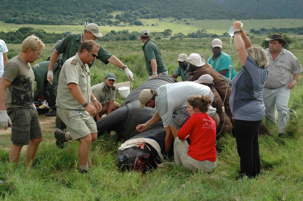 DrWillFowlds's tweet photo. **Graphic Images**
For our friends in the UK with access to Sky or NOWTV please take the time to watch ‘The Great Rhino Robbery’. Poaching is not just a ‘green’ or ‘African’ issue, it is global. It's not an easy watch but that is the reality of wildlife crime. 
📷 @KariegaGameRes https://t.co/7aNlRY6fey