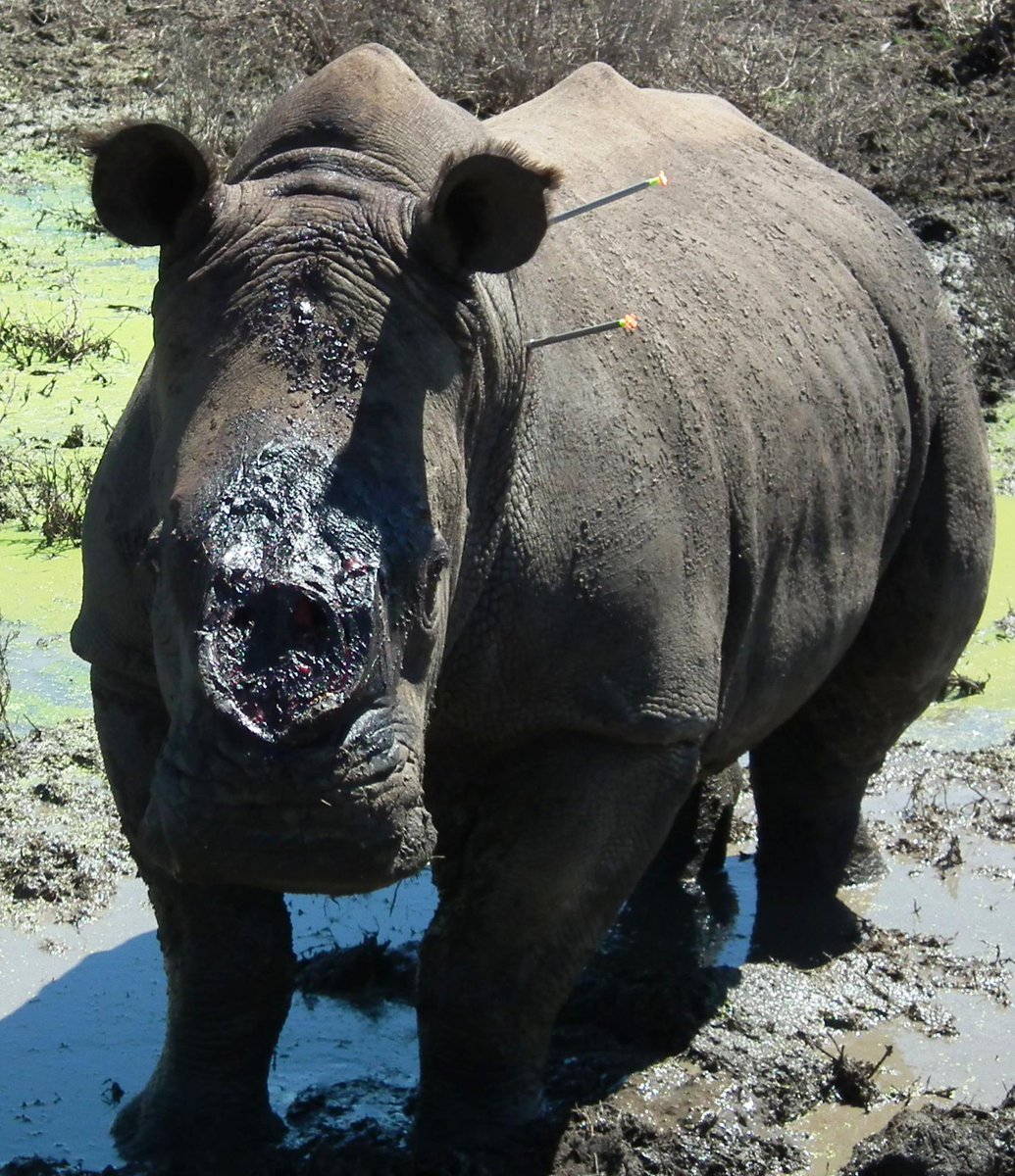 DrWillFowlds's tweet photo. **Graphic Images**
For our friends in the UK with access to Sky or NOWTV please take the time to watch ‘The Great Rhino Robbery’. Poaching is not just a ‘green’ or ‘African’ issue, it is global. It's not an easy watch but that is the reality of wildlife crime. 
📷 @KariegaGameRes https://t.co/7aNlRY6fey