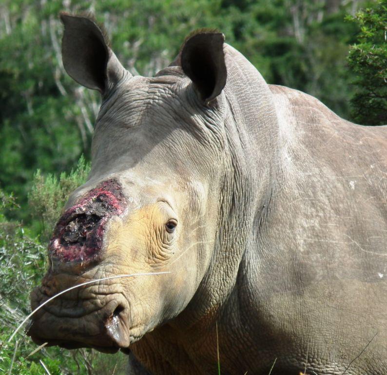 DrWillFowlds's tweet photo. **Graphic Images**
For our friends in the UK with access to Sky or NOWTV please take the time to watch ‘The Great Rhino Robbery’. Poaching is not just a ‘green’ or ‘African’ issue, it is global. It's not an easy watch but that is the reality of wildlife crime. 
📷 @KariegaGameRes https://t.co/7aNlRY6fey