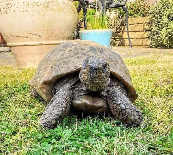 AlbertTortoise's tweet photo. Looking to the #weekend. This is #ALBERTthetortoise reporting more #rain. Lots to supervise as the new year gears up. THEY need all my help. Hope you've made it through the week OK. #TakeCare https://t.co/ifzLh573KF 
#tortoise #garden #turtle #WeekendVibes #pettortoise #books https://t.co/y5gnRHJ0B7