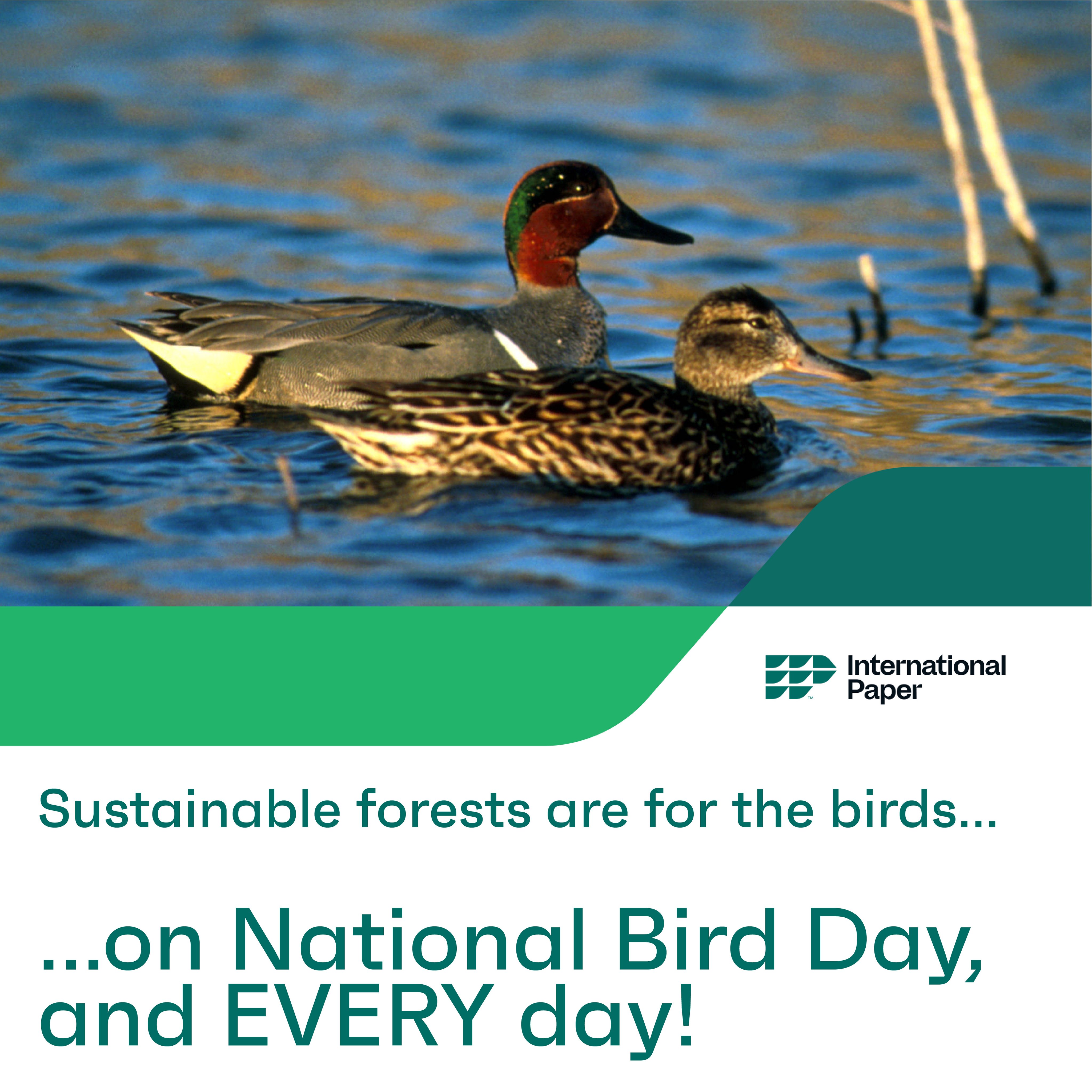 International Migratory Bird Day 2024 Schedule Terry