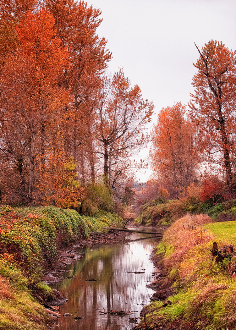 @GSwinbourne #Autumn #Creek in #AbbotsfordBC #Canada