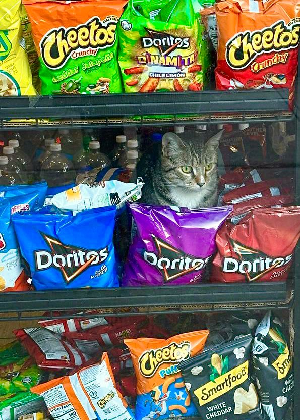Bodegacats_'s tweet photo. https://t.co/deZvwhr0Mc