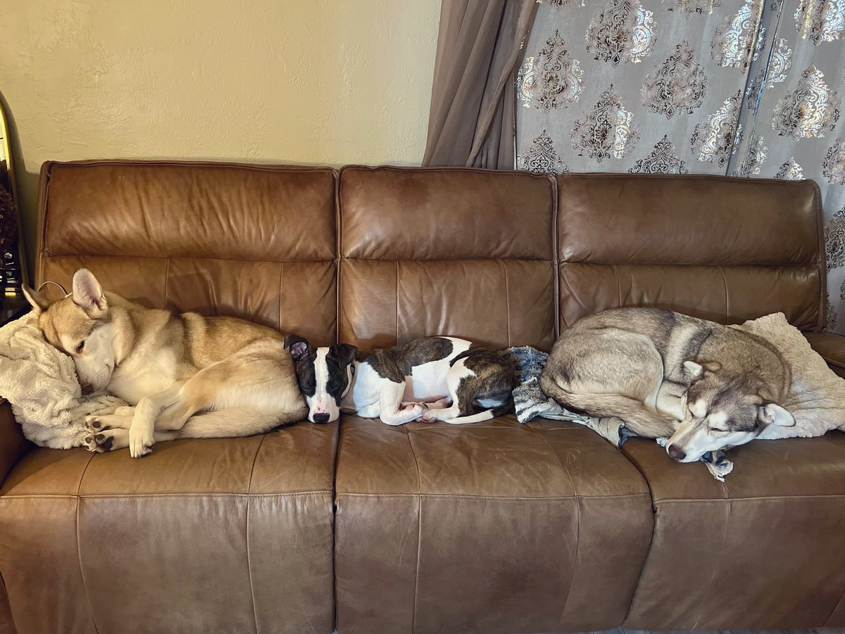 The Proper Poochies tweet media