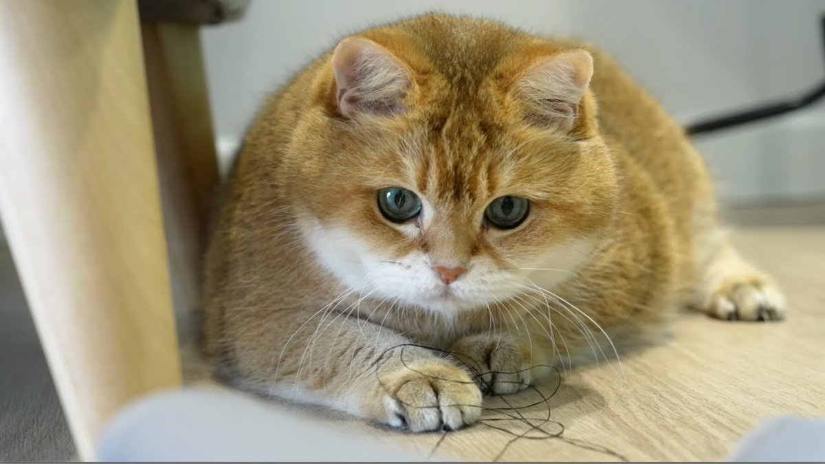 Postjak's tweet photo. Очень нравится испанское "gato" и украинское "кищька", потому что они лучше описывают два основных вида кошачьих, чем "кот" и "кошка"

Дело даже не в половых признаках, просто одни коты визуально gatos, а другие визуально кищьки https://t.co/K3n6UyME1r